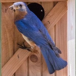 Meet your Posher, Suzie